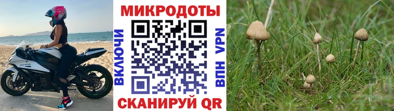 Псилоцибиновые грибы Psilocybe  купить наркотики сайты  Нижний Новгород 